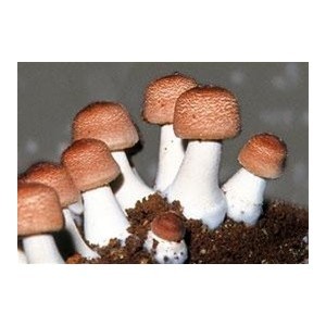 Agaricus Blazei Murill