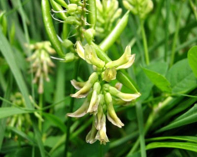 Astragalus, planta care ajută la combaterea cancerului. Ce alte beneficii are asupra organismului