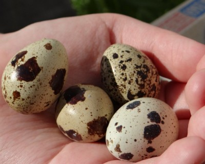 Atomizat din ouă de prepeliță