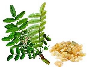 Boswellia