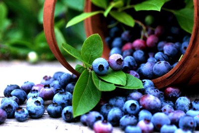 Ce se întâmplă în organismul tău dacă consumi afine! Ce afecțiuni pot combate instant