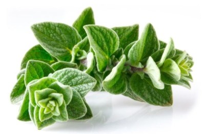 Ce se întâmplă în organismul tău dacă vei consuma maghiran. Efectele sunt extraordinare pentru sănătate