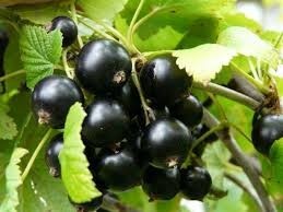 Coacăzele negre