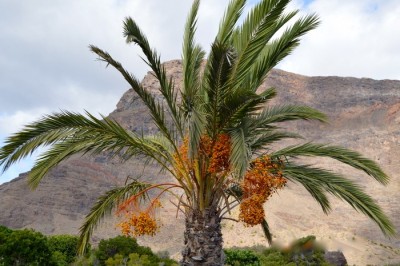 Cum să ții cancerul și problemele cardiovasculare la distanță. Fructe pe care ar trebui să le consumi