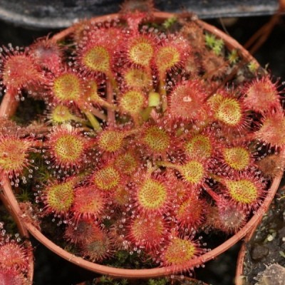 Extract DROSERA ROTUNDIFOLIA 