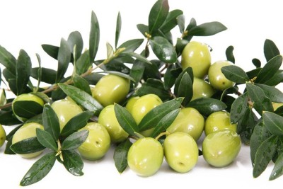 La ce sunt bune frunzele de măslin. Efectele miraculoase pe care le au asupra organismului și de care nu știai