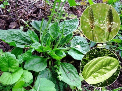 Pătlagina, o adevărată comoară pentru sănătate! Ce boli tratează și cum o poți folosi