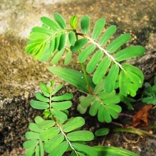 Phyllanthus niruri