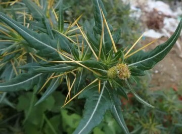 Pulbere din iarbă de Ghimpe