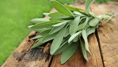Salvia, planta ce ajută la detoxifierea organismului și combate zeci de afecțiuni