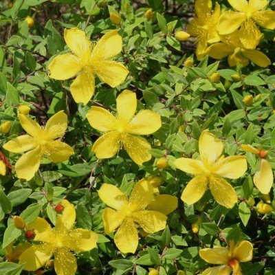 Sunătoare (Hypericum perforatum)