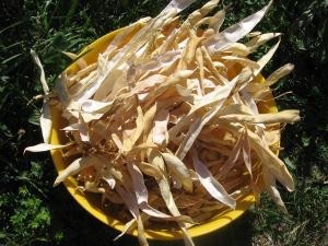 Teacă de fasole