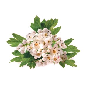 Păducel - frunze și flori (Crataegus folium cum flores)