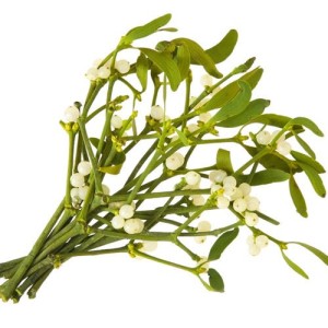 Vâsc – frunze și rămurele (Viscum album folium cum stipies)