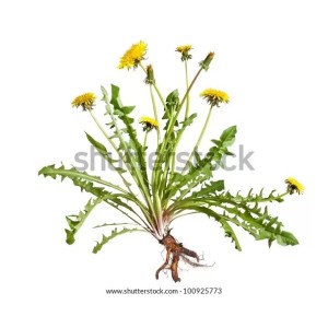 Pulbere din rădăcină și frunze de Păpădie