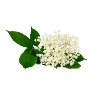 Pulbere din flori de Soc