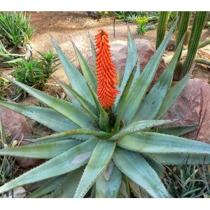 Aloe Ferox