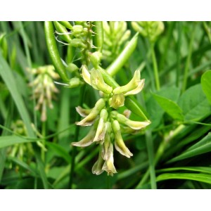 Astragalus, planta care ajută la combaterea cancerului. Ce alte beneficii are asupra organismului