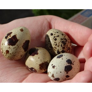 Atomizat din ouă de prepeliță