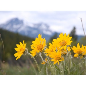 Ce efecte are arnica. Beneficiile uimitoare ale acestei plante sunt recunoscute de Organizația Mondială a Sănătății