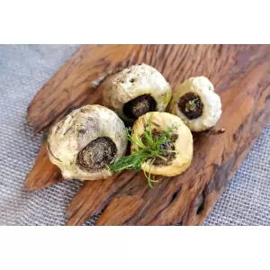 Ce se întâmplă în organismul femeilor atunci când consumă rădăcină de maca