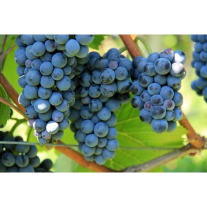Ce se întâmplă în organismul tău dacă consumi struguri, fructele vedetă ale toamnei