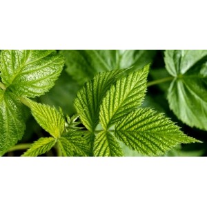 Cele mai bune plante medicinale și efectele lor pentru organism