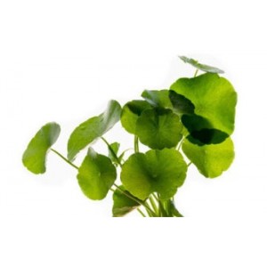 Centella asiatică