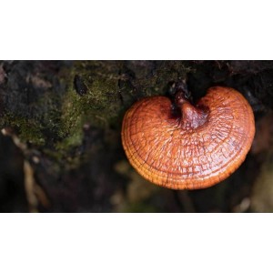 Ciupercile Reishi - esențiale pentru menținerea sănătății. De ce să le consumi regulat