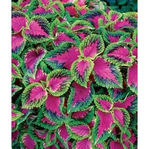 Coleus