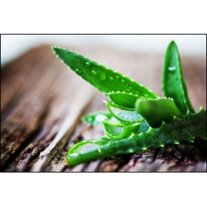 Cum poți trata anumite afecțiuni cu aloe vera! Remedii naturiste pe care trebuie să le încerci