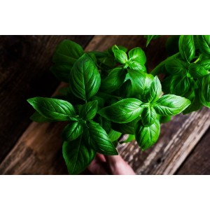 Cum să folosești busuiocul pentru a trata diverse afecțiuni. Cele mai eficiente remedii