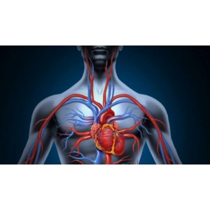 Cum să-ți îmbunătățești circulația sângelui. Alimente pe care trebuie să le consumi