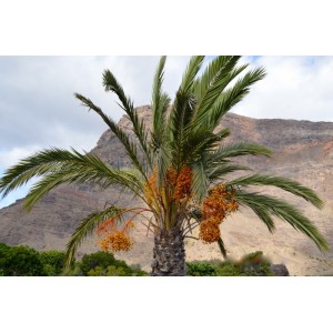 Cum să ții cancerul și problemele cardiovasculare la distanță. Fructe pe care ar trebui să le consumi