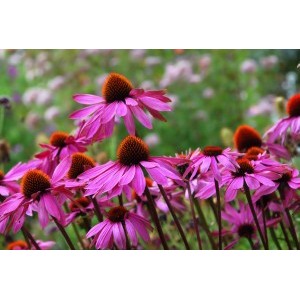 Echinacea