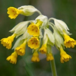 Extract CIUBOTICA CUCULUI