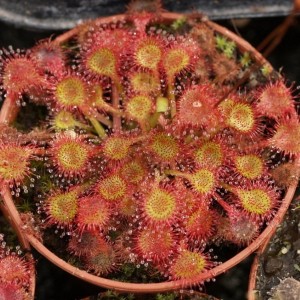 Extract DROSERA ROTUNDIFOLIA 