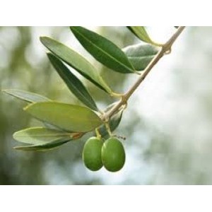 Frunzele de măslin