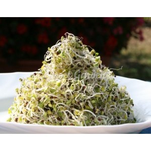 Germeni de seminte de in