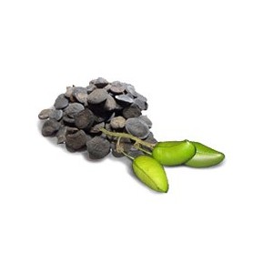 Griffonia Simplicifolia