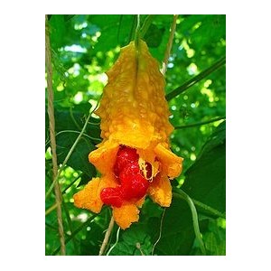 Momordica Charantia