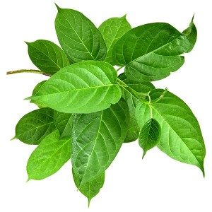 Pulbere din frunze de Gymnema sylvestre