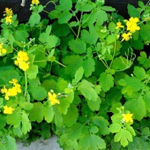 Rostopasca – Chelidonium majus