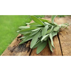 Salvia, planta ce ajută la detoxifierea organismului și combate zeci de afecțiuni