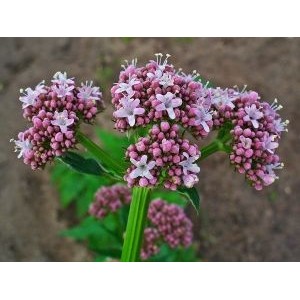 Valeriana